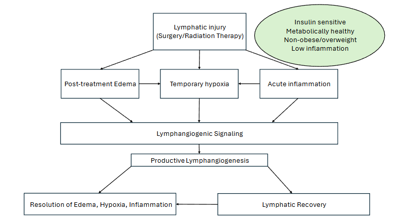 Figure 1. In a healthy metabolic environment, lymphatic damage due to surgery/radiation initially produces acute edema, hypoxia, and inflammation that activate lymphangiogenic signaling.