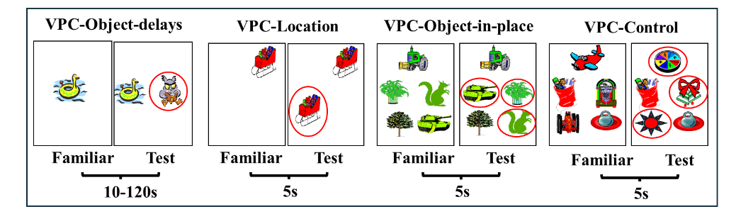 Figure 4: Visual Paired Comparison (VPC) tasks measure incidental object and spatial recognition memory. For VPC-Object-delays, the comparison was between a single familiar object and a novel object. For the VPC-Location, the comparison was between a single object in a spatial location of the screen and a duplicate object in a new location. For the VPC-Object-in-Place, measuring object-place associations, the comparison was between the array of five objects and the same objects with permuted locations of three of the objects for the new picture. For the VPC-Control, the comparison was between an array of five objects and the same array with three of the objects replaced with new objects. Familiarization time was 30s for all tasks. Modified from Bachevalier (2019).