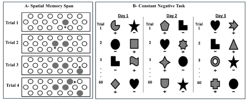 Figure 6: Schematic representation of cognitive tasks. A- Spatial Memory Task (SMS) in which animals must select the newer well covered by a round disk on each trial. ITI intervals lasted 30sec; B- Constant Negative task in which monkeys are given a set of 60 unique discrimination problems on each day and choose between a rewarded novel object (S+ shown in gray) and an unrewarded object that was repeated in each daily session (S- shown in black). A 30-s interval separated each discrimination problem. Adapted from Heuer and Bachevalier (2011); Weiss et al. (2017).