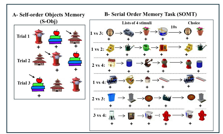 Figure 7: Schematic representation of tasks. A- S-Obj Task measures the animal’s ability to self-monitor its choices. Daily session includes 3 trials. In the first trial, animal can select one of the 3 objects. On trial 2, animal can select one of the two objects not selected in Trial 1 and in trial 3, animals can select the last object not selected in the previous trial. The same 3 objects are used for all trials/sessions. B- SOMT measures animal’s ability to monitor the order of the objects in a list of 4 objects. On each trial, animal is presented with a list of 4 rewarded objects one by one and after a 10 s delay, it is presented with a choice either between objects 1 vs 3, 1 vs 2, 2 vs 4, 1 vs 4, 2 vs 3, or 3 vs 4 and must select the object that appears first in the list. A new list of objects is provided for each trial. Described in detail in Petrides (1995); Weiss et al. (2016), respectively.