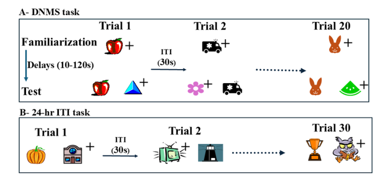 Figure 1: Schematic representation of the cognitive tasks: A- Delayed Non-Match to Sample (DNMS) task measures object recognition. For each trial, animal is first presented with a rewarded objects (apple) and after a delay (10s to 120s), the familiar and a new object (blue triangle) are presented side-by-side and animal must select the new object. Animals received 20 trials/day, each trial using a new set of objects on each trial until reaching the criterion of 90 percent corrects/day. Then, they received a performance test of 100 trials each in which the delays were increased from 30, 60 and 120 sec followed by 100 trials in which the list of familiar objects to remember increased from 3, 5, 10 objects. B- 24-hr ITI (intertrial interval) task measures procedural learning. On each day, animals are presented with a list of 30 discrimination problems in which one of the 2 objects is rewarded. The list is presented once a day until the animals reached a criterion of 90% correct. On both tasks, + indicates the rewarded objects.