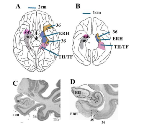 Figure 3: Perirhinal cortical areas of the human and monkey brains. Drawings of the ventral view of the human (A) and monkey (B) brains, depicting the location of the perirhinal cortex (area 36; area 35 buried within the rhinal sulcus and not shown), entorhinal cortex (ERH) and parahippocampal areas TH/TF, on the right side and the amygdala (AMY) and hippocampus (HIP) on the left side. Histological coronal sections through the anterior temporal lobe, depicting the entorhinal cortex (ERH), perirhinal areas 35 and 36 and hippocampus (HIP) in humans (C) and macaques (D). Dashed lines indicate cytoarchitectural borders between cortical areas. Rs: rhinal Sulcus. Illustrations in A and B are adapted from Murray et al.