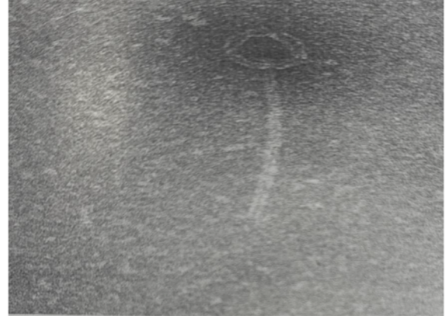 The electron micrograph of Streptococcus thermophilus ST-2 Bacteriophage used in the current investigation.