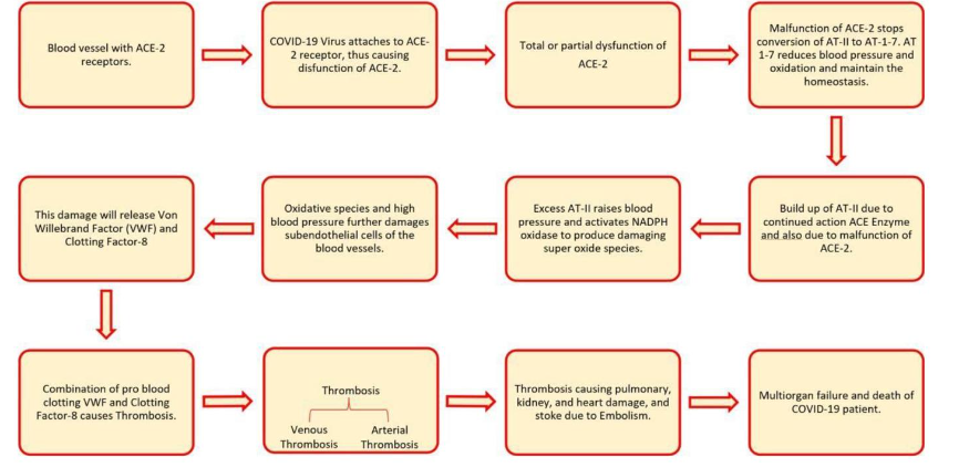 FIGURE 11: How Do Multiple-Mixed Strain Probiotics and Their Immunomodulins Maintain the Hormonal Enzyme-Dependent Vascular Homeostasis to Prevent or Cure Hypertension and Resulting Thrombosis Induced by SARS Cov-2 Viral Infection.