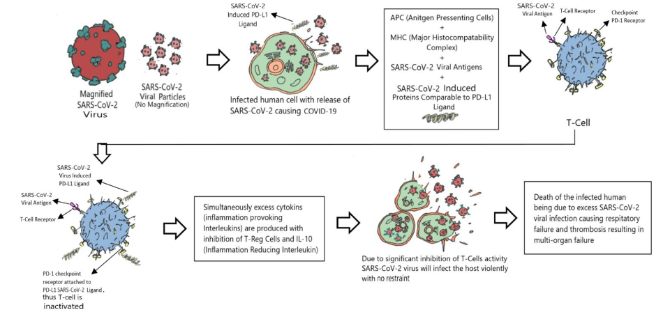 FIGURE 8: Schematic presentation showing the COVID-19 induced cytokine storm, and its control with the aid of multiple mixed strain probiotics and their immunomodulins.