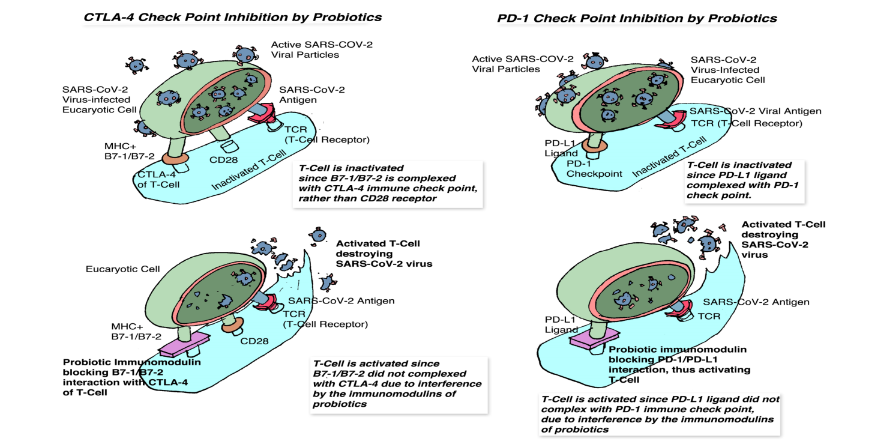 FIGURE 10: Pathophysiology of Hypertension in Blood Vessels Due to COVID-19 Viral Infection Through the Disruption of Hormonal Enzyme-Dependent Vascular Homeostasis, Resulting in Thrombosis and Multiple Organ Failure.