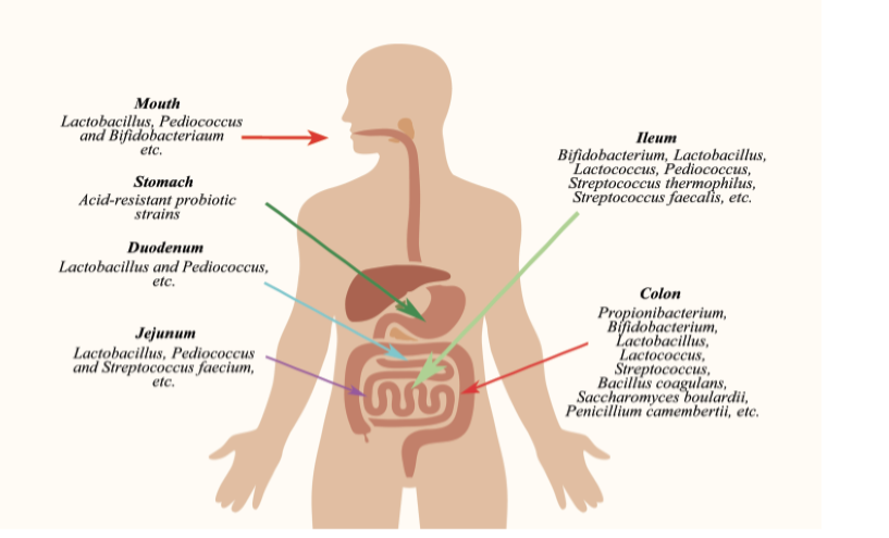 Figure 5: General Functions of Probiotics in the Human Body.