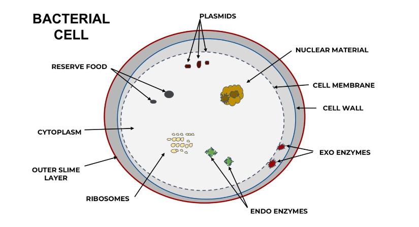 Figure 3: Approximate concentration of microflora in various sites of the Gastrointestinal (GI) tract.