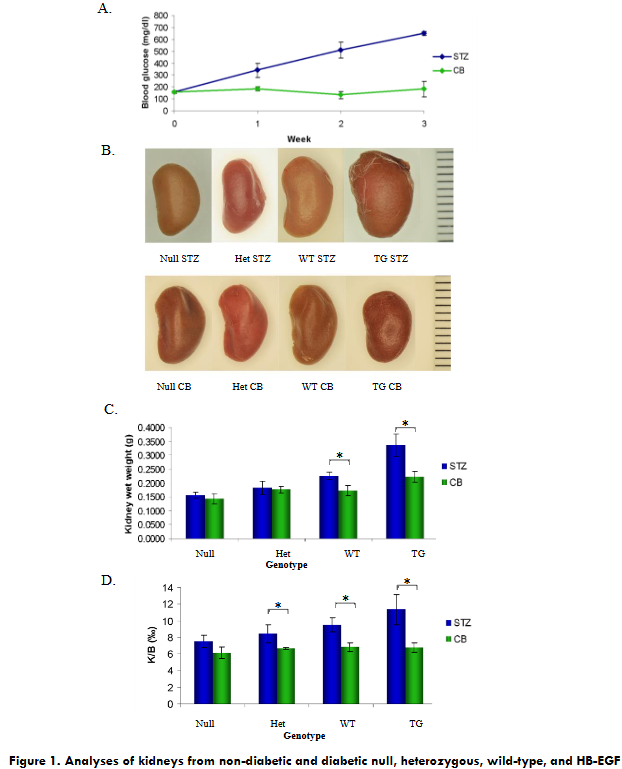 Analyses of kidneys from non-diabetic and diabetic null, heterozygous, wild-type, and HB-EGF transgenic mice. A. Mean blood glucose levels (mg/dl) of serum, B. Overt kidney measurement (mm), C. Wet weight of kidneys (g), and D. Kidney wet weight to body weight ratios (g) from streptozotocin (STZ) or citrate buffer (CB)-treated null, Het, WT, and TG mice (n=10 mice each). from STZ- and CB-treated null, Het, WT, and TG mice (n=10 each). Data were analyzed by student T-test and ANOVA (n=10 each), * p<0.05.