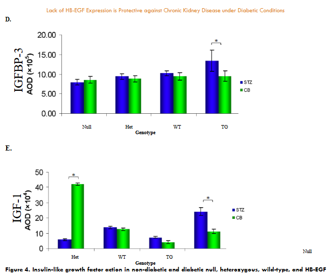 Insulin-like growth factor action in non-diabetic and diabetic null, heterozygous, wild-type, and HB-EGF transgenic mice. Western blot analysis of A. IGFBP-3 (45kDa), B. IGF-1 (9kDA), and C. gelsolin serum protein standard (82kDa) from kidneys of STZ- and CB-treated null (lanes 1,2), heterozygous (lanes 3,4), wild-type (lanes 5,6), and HB-EGF transgenic mice (lanes 7,8), respectively. Densitometric analysis of D. IGFBP-3 and E. IGF-1 protein levels compared to gelsolin proteins levels between CB- and STZ-treated null, heterozygous, wild-type, and HB-EGF transgenic mice. Data were analyzed by Student’s T-test and ANOVA, * p<0.05.