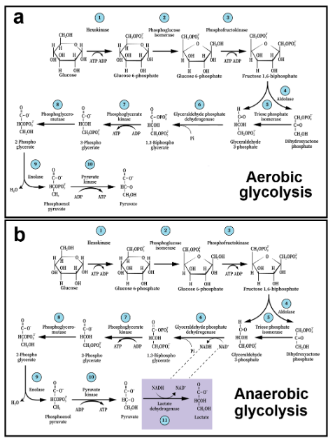 Figure 1. The glycolytic pathway and the 10 enzymatic steps that break down one molecule of glucose into two triose molecules, ending with pyruvate (aerobic glycolysis, A) or, with an 11th step, lactate (anaerobic glycolysis, B). This dogmatic depiction was originally presented in 1940.