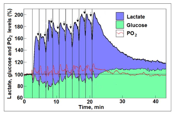 Figure 2. Profiles of time course and dynamic relationships of local extracellular lactate, glucose, and O2 levels in the rat hippocampal dentate gyrus during a series of 5 s electrical stimulations (arrows) of the perforant pathway at 2 min rest intervals.