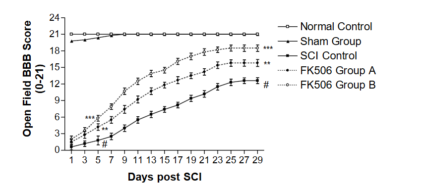 Figure 1: Effect of FK506 on gait performance tunnel (GPT) behavioral motor performance activities (BBB Score) of hind limbs of rats subjected to spinal cord injury (SCI). The graph shows the comparative functional recovery from SCI over 29 days. Animals were treated with the drugs daily after SCI for 3 weeks. FK506 Group A is (1 mg/kg with no enforced walk), and FK506 Group B is (1 mg/kg with a daily enforced walk). The groups are effective in the order Group B > Group A.