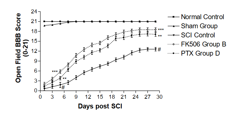 Figure 3: Comparative effects of FK506 and PTX on gait performance tunnel (GPT) behavioral motor performance activities (BBB Score) of hind limbs of rats subjected to spinal cord injury (SCI). The graph illustrates the comparative functional recovery from spinal cord injury (SCI) over 29 days. Animals were treated with the drugs daily after SCI for 3 weeks. PTX Group D is (10 mg/kg with a daily enforced walk), and FK506 Group B is (1 mg/kg with a daily enforced walk). The groups were effective in the order Group B > Group D.