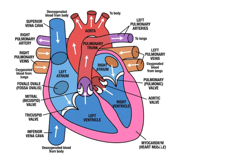 Figure 1: Human heart anatomy used as clinical context for the prediction task.