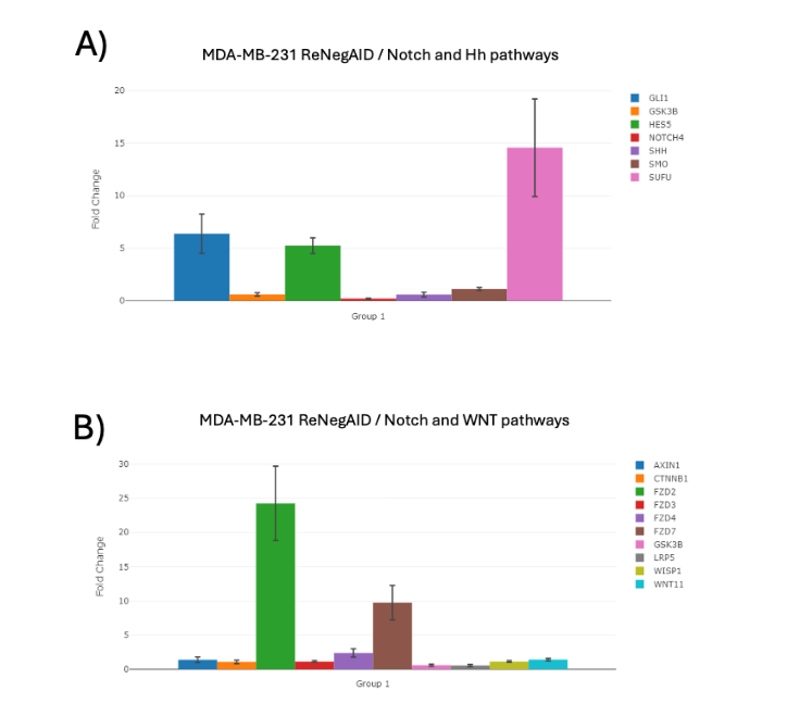 Change times of NP-dependent genes related to the Hh and Wnt pathway in MDA-MB-231<sup>ReNeg-AID</sup> versus MDA-MB-231 control cells. (A) Apoptosis-related genes. (B) Cell cycle-related genes. ACTB and GAPDH genes were used to normalize mRNA quantifications. The normalized threshold in times of change is 2-fold. Genes with statistically significant results are marked with * (p < 0.05).