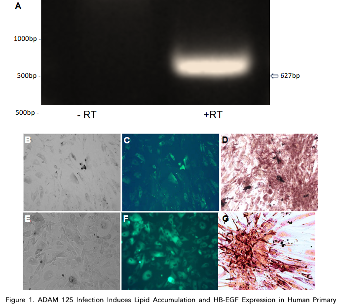 Figure 1. ADAM 125 Infection Induces Endogenous HB-EGF in Primary Human Preadipocytes.
