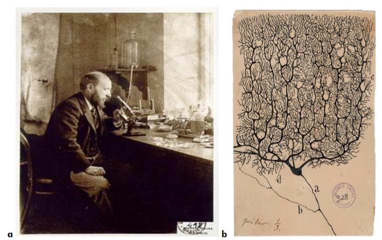 Figure 12. a: Ramón Cajal (1852 – 1934) father of modern neuroscience and founder of the neuron doctrine: In his laboratory. b: Cajal Original Drawing of Purkinje cell from human cerebellum.