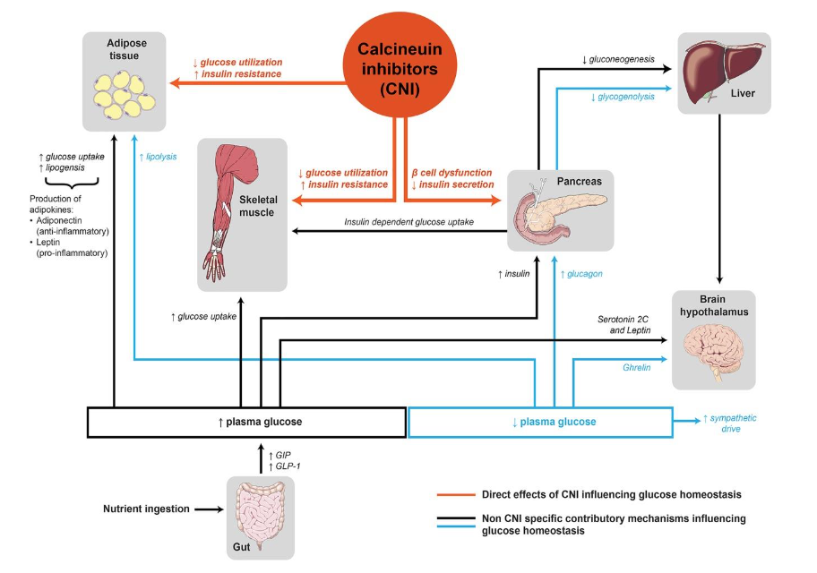 Figure 1: Role of GLP-1 receptor agonists in individuals with post-transplant diabetes mellitus (PTDM).