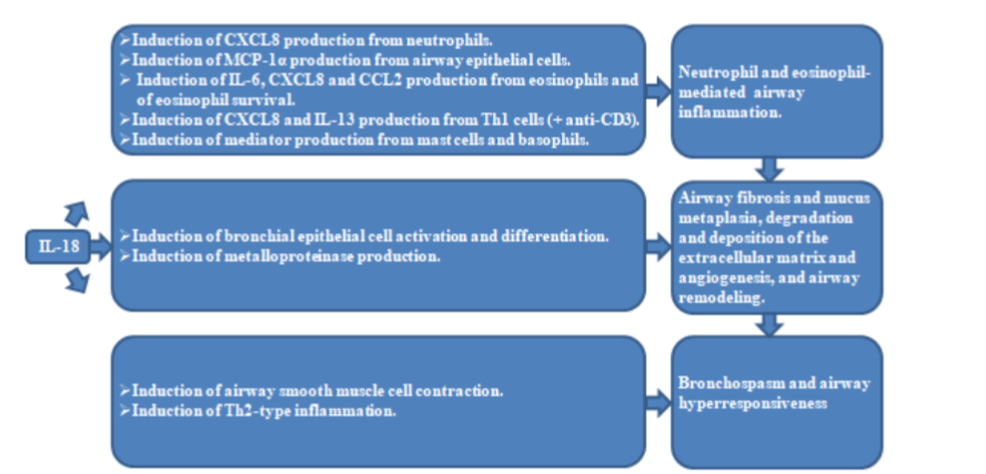 Figure 1: The role of IL-18 in the pathological characteristics of asthma