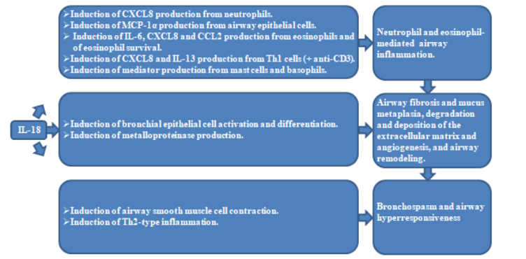 The role of IL-18 in the pathological characteristics of asthma