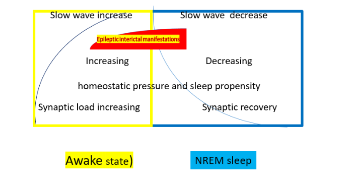 Figure 1: Relationship between homeostatic pressure, slow waves, sleep propensity and synaptic economy.