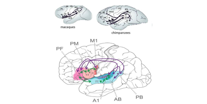 Figure 4: The perisylvian language network (after Schomers et al 2017).