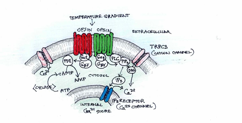 Figure 1. Involvement of two signalling pathways in sperm thermotaxis.