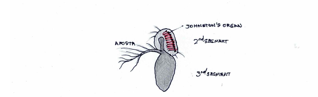 Figure 2. A representation of the Drosophila antenna and arista. The 2nd and 3rd segments are depicted with Johnson’s organ (red) consisting of chordotonal sensilla.