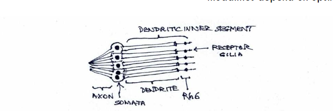 Figure 3. Opsin expression and localisation in Drosophila proprioceptors.