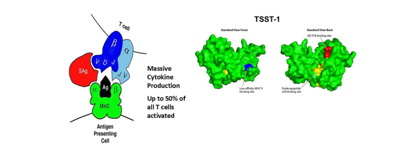 Figure 1 Legend. Left side: Superantigen (SAg) interaction with the β-chain of the T lymphocyte receptor with the α-chain of the major histocompatibility complex (MHC) II molecule on antigen (Ag) presenting cells, in this case macrophages. Ag is the typical antigenic peptide present within the groove of T cell receptor and MHC II, leading to activation of 1/10,000 T cells. Right side: The three-dimensional structure of the superantigen toxic shock syndrome toxin-1 (TSST-1) in the standard front view and standard back view. The red region of TSST-1 are some amino acids that interact with the β-chain of the T cell receptor; the blue region of TSST-1 are some amino acid residues that interact with MHC II; the yellow region (called dodecapeptide) are some amino acids that interact with the immune co-stimulatory molecule CD40 on epithelial cells and keratinocytes. Note that TSST-1, SEB, and SEC contain only a low affinity MHC II binding site on macrophages. Some superantigens, including SEA, SED, SEE, SEG, and the SEl superantigens have both low affinity and high affinity MHC II sites. The low affinity site of all superantigens is as shown. The high affinity site (10X higher affinity) is in the groove on the left side of superantigens in the standard front view.