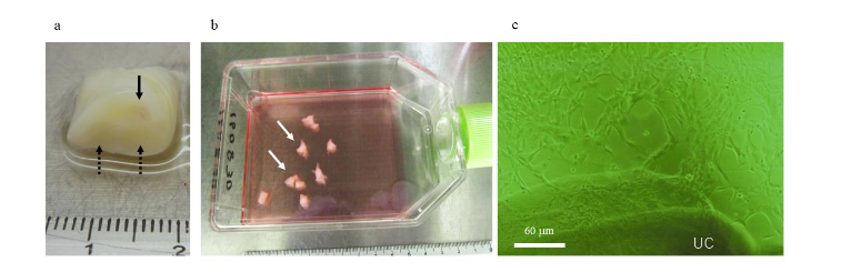 Figure 3 Cell morphology of umbilical cord-derived mesenchymal stem cells (UC-MSCs) and cryopreserved umbilical cord-derived mesenchymal stem cells (cUC-MSCs). No clear differences in cell morphology were noted before and after cryopreservation, as observed under a light microscope.