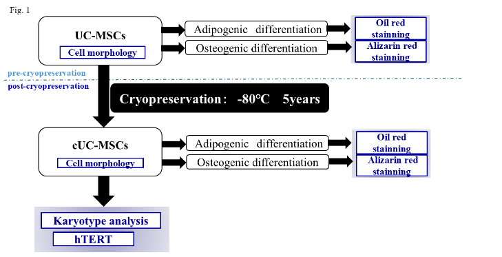 Figure 1. Overview of the study. We evaluated chromosomal numerical and structural abnormalities (Karyotype analysis), and telomerase reverse transcriptase (hTERT) in umbilical cord-derived mesenchymal stem cells (UC-MSCs) and cryopreserved-UC-MSCs (cUC-MSCs). In addition, the osteoblastic- and adipogenic-differentiation potentials were assessed.