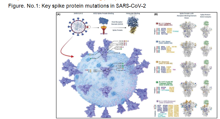 Figure. No.1: Key spike protein mutations in SARS-CoV-2