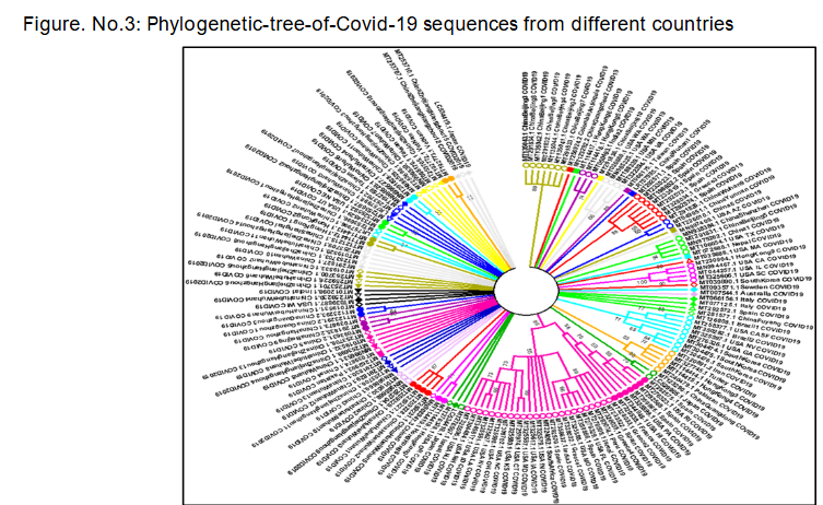 Figure. No.3: Phylogenetic tree of Covid-19 sequences from different countries
