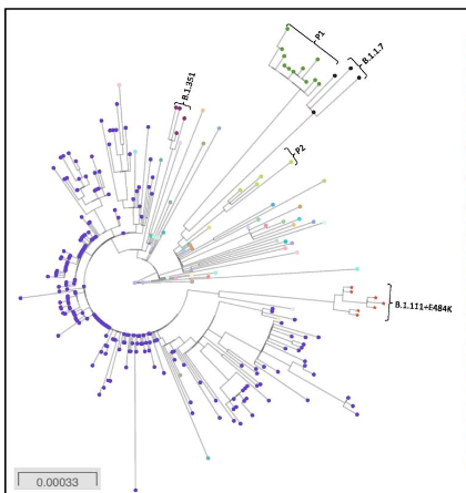 Figure no.2: Evolutionary tree for SARS-Cov2