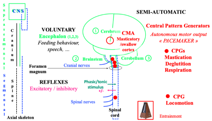 Figure 1. Different motor behaviours or activities within the sensory-motor nervous system: excitatory or inhibitory spinal or brainstem reflexes, voluntary activities (e.g. speech, feeding behaviour, …), and semi-automatic activities such as locomotion, mastication, deglutition and respiration. Semi-automatic activities are governed by the central pattern generators (CPG).