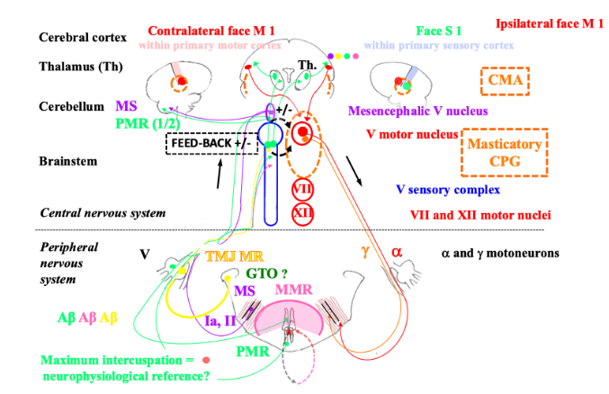 Figure 2. Sensory-motor system of the masticatory apparatus. Legend: periodontal mechanoreceptors (PMR), mucosal mechanoreceptors (MMR), temporomandibular joint mechanoreceptors (TMJ MR), muscle spindles (MS), hypothetical Golgi tendon organs (GTO), cortical masticatory/swallow cortex (CMA), masticatory central pattern generator (CPG), primary motor cortex (M1), primary sensory cortex (S1).