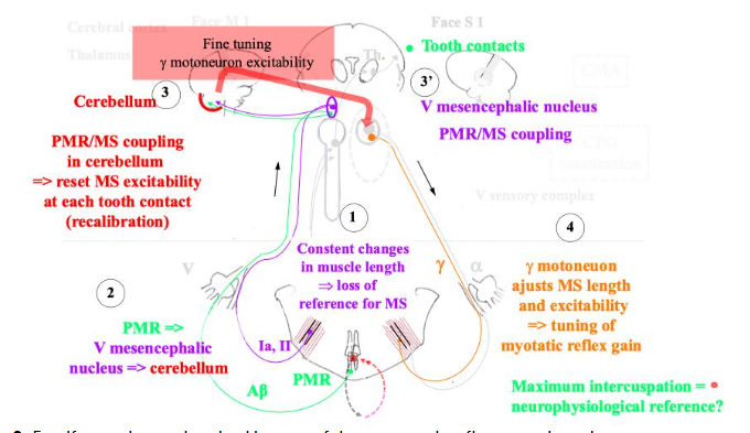 Figure 3. Feedforward control and calibration of the jaw-stretch reflex at each tooth contact.