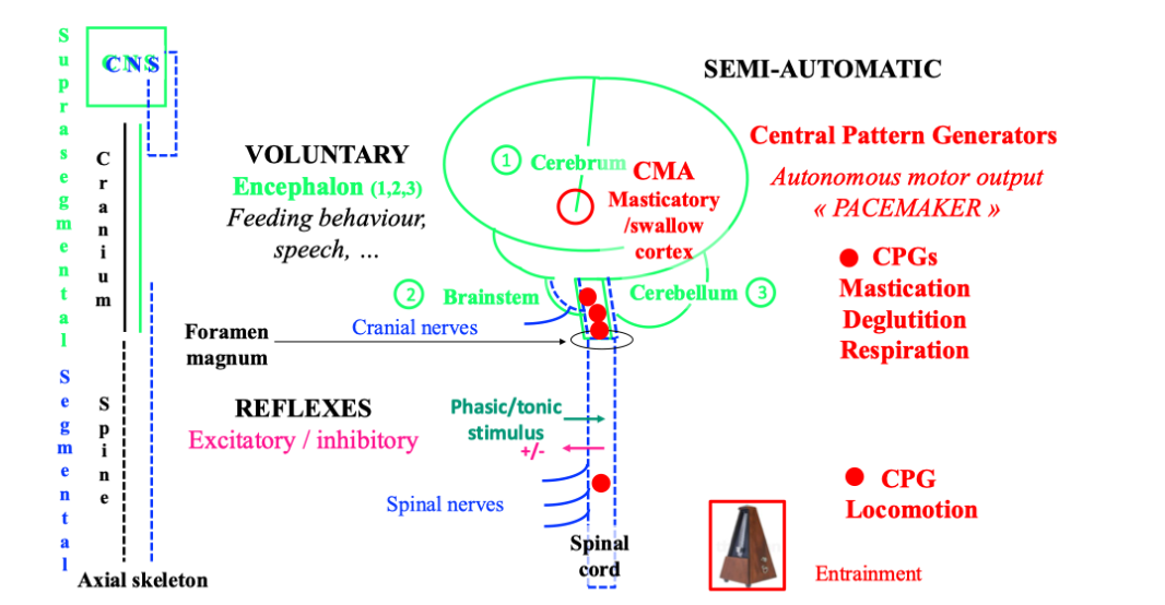 Figure 1. Different motor behaviours or activities within the sensory-motor nervous system: excitatory or inhibitory spinal or brainstem reflexes, voluntary activities (e.g. speech, feeding behaviour, …), and semi-automatic activities such as locomotion, mastication, deglutition and respiration. Semi-automatic activities are governed by the central pattern generators (CPG).