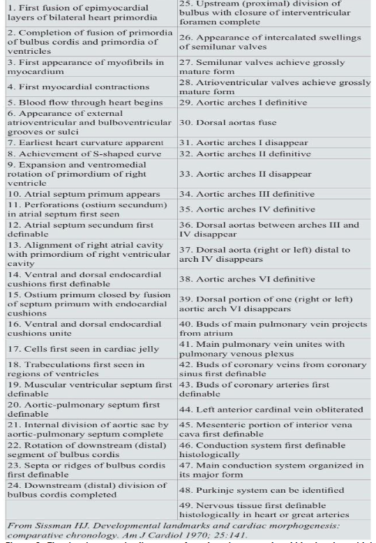 The developmental milestones of aortic valve stenosis within the chronobiology timeline of human cardiogenesis. Landmarks 24, 25, 26, and 27 mark the formation of the aortic valve.