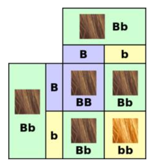 Fig 1: A Punnett square showing how two brown-haired parents can have red or brown-haired children. 'B' is for brown and 'b' is for red.