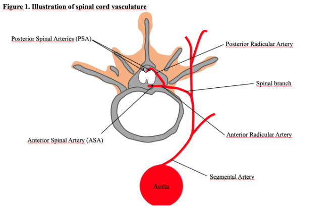 Figure 1: Spinal cord vasculature.