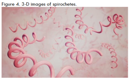 Figure 4. 3-D images of spirochetes.
