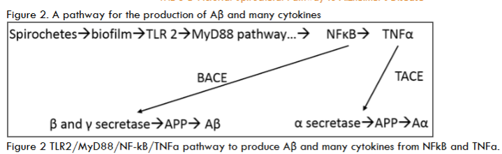 Figure 2. A pathway for the production of Aβ and many cytokines.