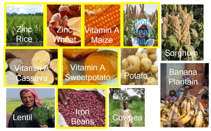 Figure 4: Golden Rice contains β-carotene as a source of vitamin A.