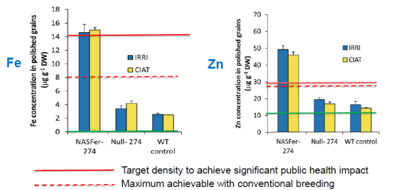 Figure 6: Golden Rice and crop biofortification key dates and events from the 1960s to 2024.