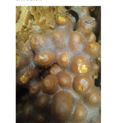 Figure 1. Pollen pots in a Tetragonisca angustula nest (Photo:©P. Vit).