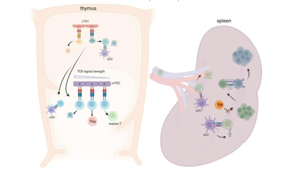 Figure 1: T cell selection in the thymus and periphery: Successive stages of thymocytes development and selection occur accompanied by encountering p-MHC on cTECs and mTECs, and immune cells in the thymus. cDCs activate naïve T cells in the periphery. Status of cDC, costimulatory factor, and quality of TCR signal strength will determine the fate of activated T cells. Autoreactive Tregs can suppress an expansion of effector T cells.