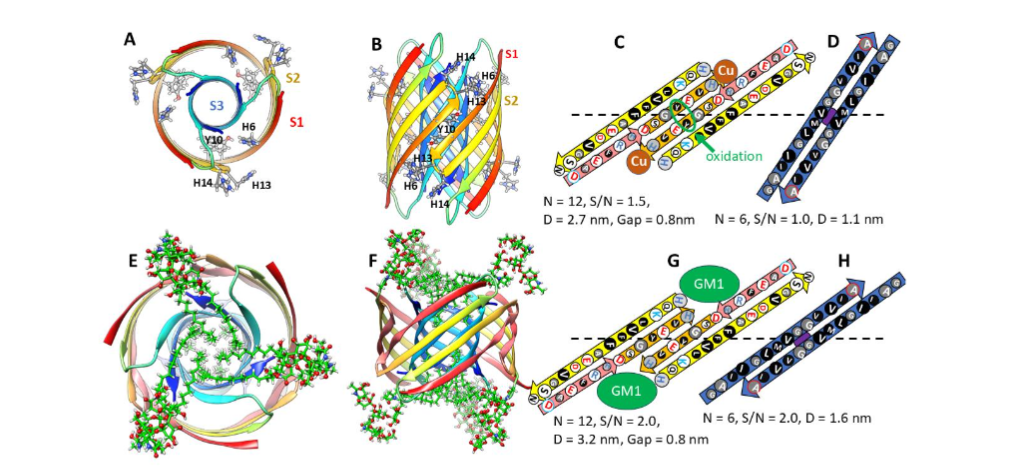 Figure 3. Models of soluble Aβ42 hexamers. (A-D) Smaller diameter model without GM1. (A & B) Top and side views of ribbon backbone with selected side-chains. Ribbons are rainbow colored beginning with red and ending in blue. S1 (red), S2 (yellow) and S3 β-strands are labeled. (C & D). Flattened schematics for two antiparallel subunits of the outer S1-S2 and inner S3 barrels viewed from the outside. Larger circles represent side-chains on the outer side of the strand. The distance between the two barrels, Gap, is listed with other barrel parameters. The purple circle behind the S3 strands indicates an axis of P2 symmetry, the dashed line corresponds to the central plane. Residue colors are: red letter-white background = negatively charged, blue-white = positively charged, blue-gray = histidine, white-gray = small apolar, white-black = large hydrophobic. Copper ions bind to Histidine 6 and Histidine 13 and/or Histidine 14. Tyrosine 10 (encircled in green) of adjacent subunits cross-link under oxidation conditions. (E-H) Larger diameter hexamer with six GM1 gangliosides (green carbon, red oxygen, blue nitrogen, white hydrogen). GM1 headgroups bind to Histidine 13 and Histidine 14, alkyl chains fill the inside of the S3 barrel.